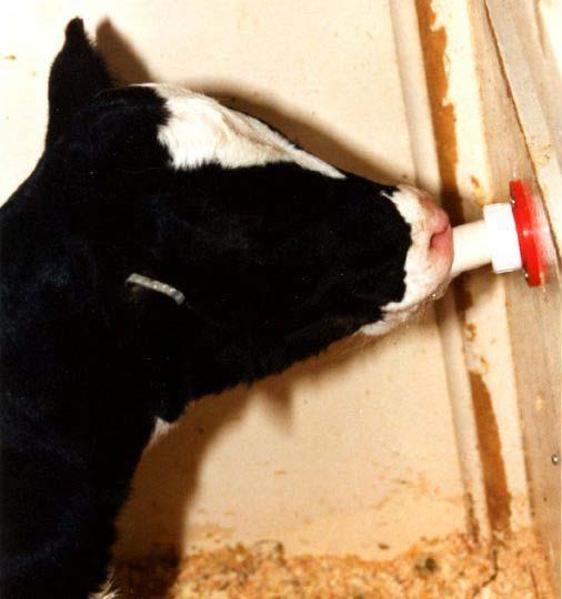 Free access to teats allows calves: more natural behavior 47 min drinking