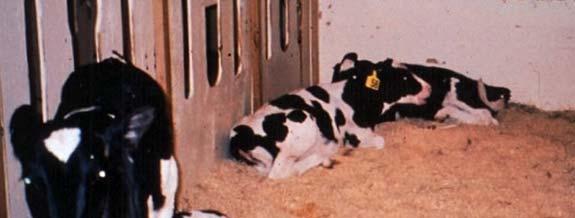 Feeding calves more milk Allows for more natural behavior