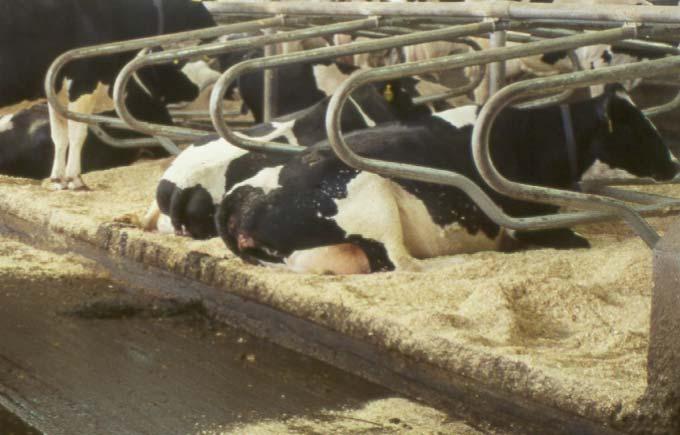 Housing systems for cows Poorly designed or installed housing features can cause injuries Cows usually prefer alternatives that minimize risk of