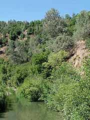 Riparian (continued). Trees are usually deciduous.