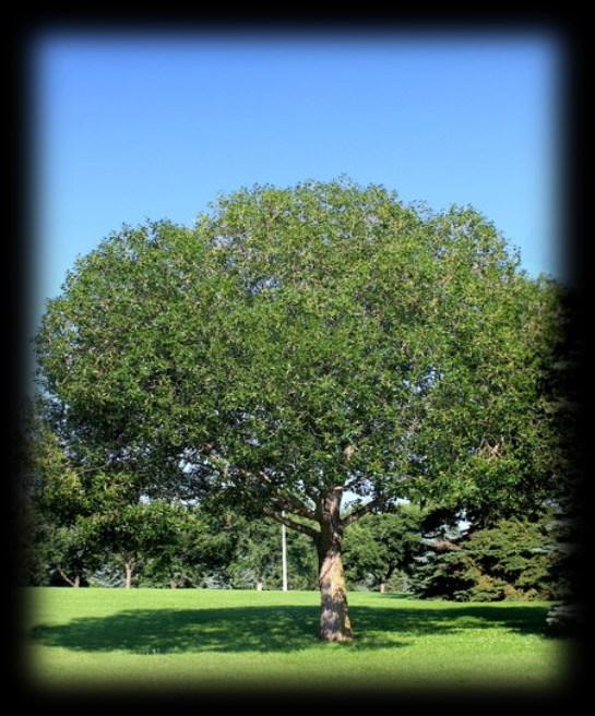 Westlock Tree Makers 2019 Tree Species Acute Willow Very
