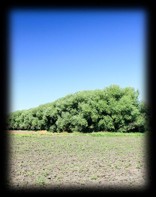 well drained soils Max height 26m (49ft), spread 15m (25ft)