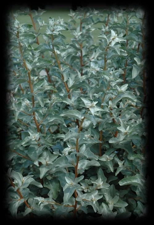 silver leaves makes it an attractive addition to any yard