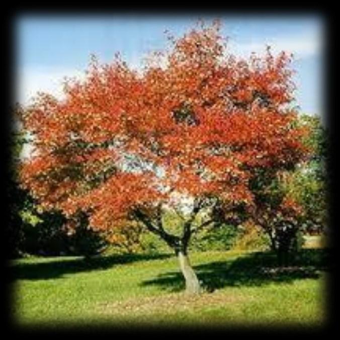 hardy tree Max height: 6m (20ft), spread 5m (16ft) Seedling size: