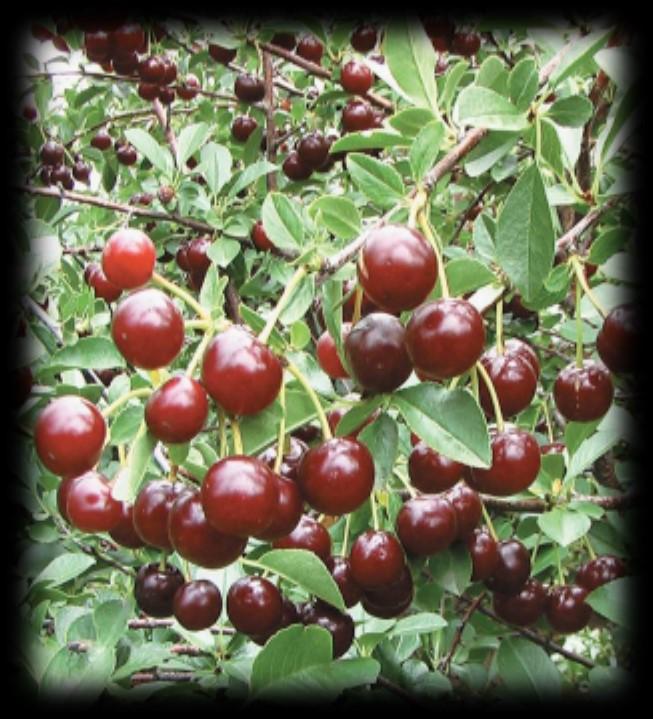 Juliet Cherry This is one of best cherry variety for fresh eating
