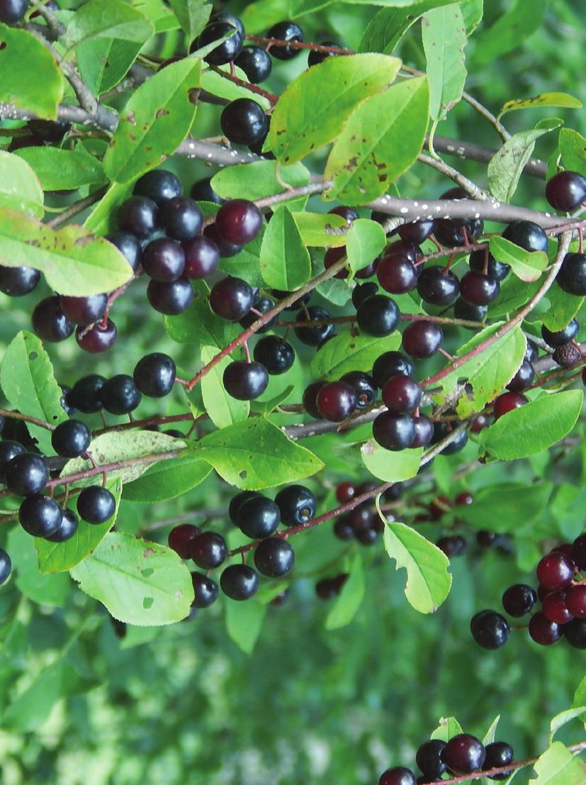 chokecherries Chokecherries are trees and shrubs of the species Prunus virginiana, which is one of the most widespread tree or shrub species in North America.