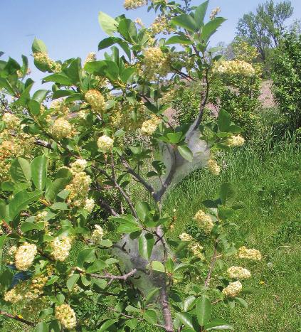 Throughout Minnesota, the biggest problem with chokecherries is black knot, an unusual fungal disease that grows into the bark, slowly girdling branches.