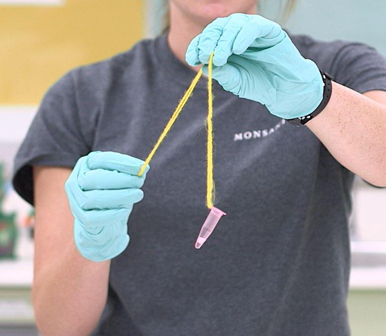 Using your toothpick or craft stick, gently pull the DNA out of the liquid and place it in your microtube. Describe the DNA. What color is it? How long and thick is the DNA?