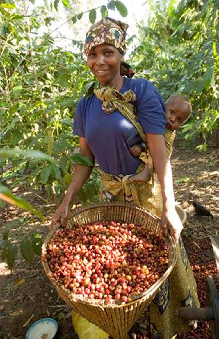 The Tanzanian Smallholder Coffee Farmer Characteristics Subsistence Farming Why low income Poor agricultural practices Coffee intercropped with bananas, beans, fruit trees 0,4 1 ha of land under
