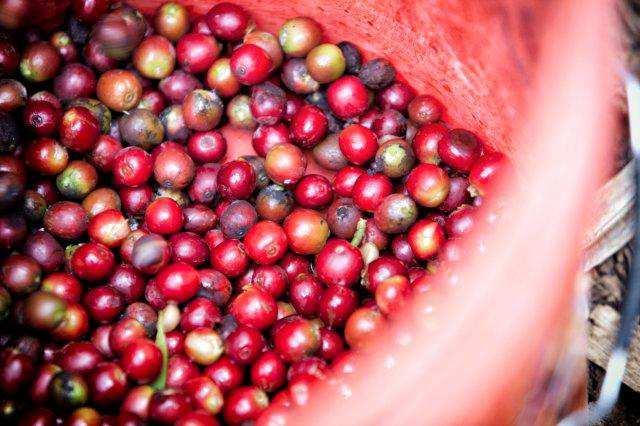 Global demand and supply Coffee is produced in 70 countries worldwide Provides a livelihood