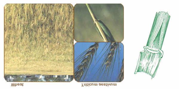 Wheat -- Triticum aestivum Annual cereal grain Sheath: Round, smooth, split with overlapping margins Blade: Rolled in the bud shoot, 1/4 to 1/2 inch wide, margins smooth Other: Small auricles, mostly