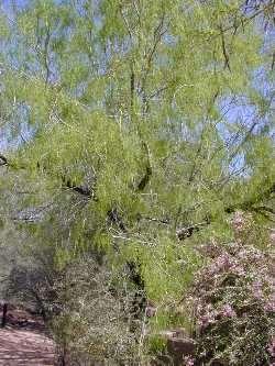 FABACEAE Prosopis glandulosa