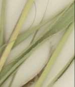 curtipendula End of main seed stalk