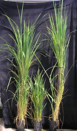 Some aspects of tropical rice for breeding in temperate climate no heading in Summer (15