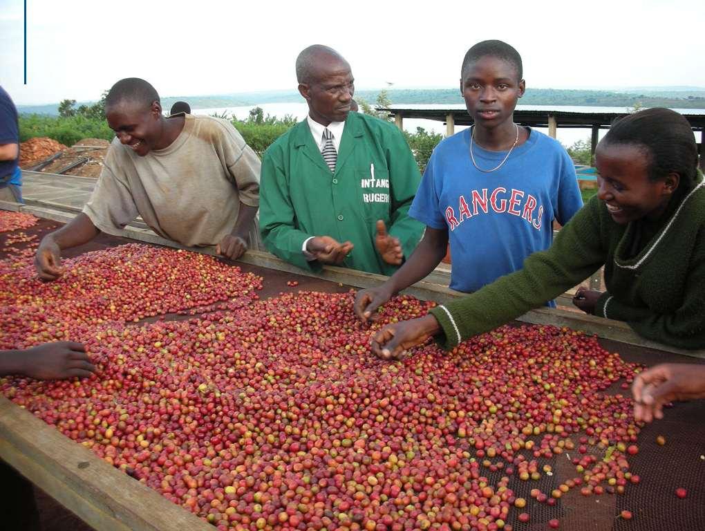 Sorting coffee beans in Rwanda 4C Association Panellists Alexandre Vieira Costa Monteiro (New Products Manager, Cooxupé, Brazil) Cornel Kuhrt (Senior Manager Food Corporate
