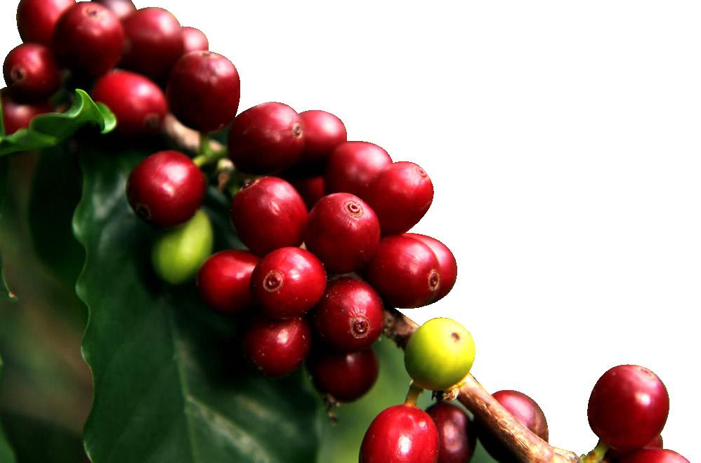 COFFEE NETWORK The Coffee Network groups together Fairtrade coffee organizations,