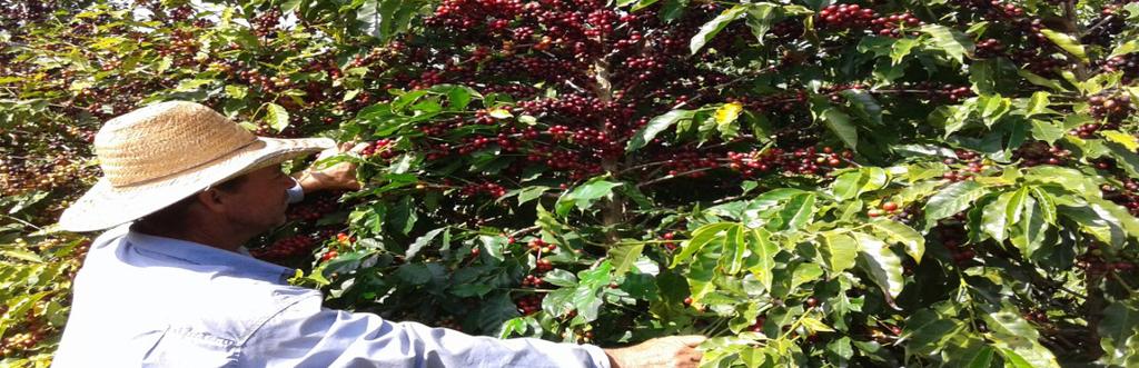 FAIRTRADE ORGANIZATION: PREMIUM USE With a focus on sustainable production and soil preservation, Dos Costas Cooperative hired an agronomist to assist organization