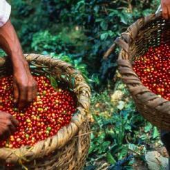 rich aroma 100% sustainably grown coffee: comes exclusively from Rainforest Alliance