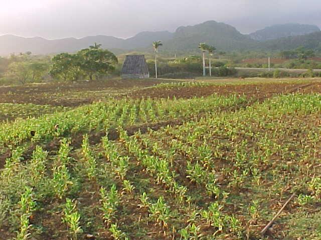 The Land and Climate The main cash crops Tobacco; mainly