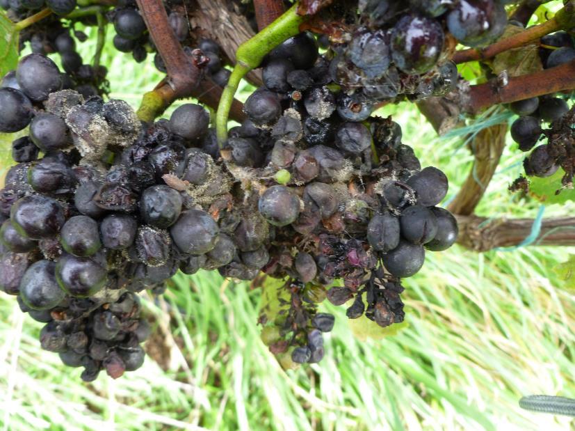 New active Fenpyrazamine Name: Target: Manufacturer: Activity Group: MRL wine grapes: WHP: Grazing: Prolectus Botrytis Sumitomo