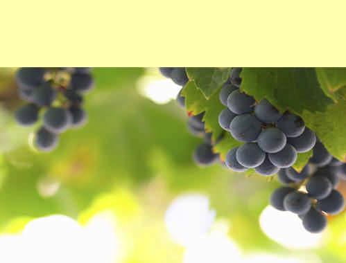Grape Product Guide 2009 When your crop is down, your demand is up, you re just starting out, or on the market for