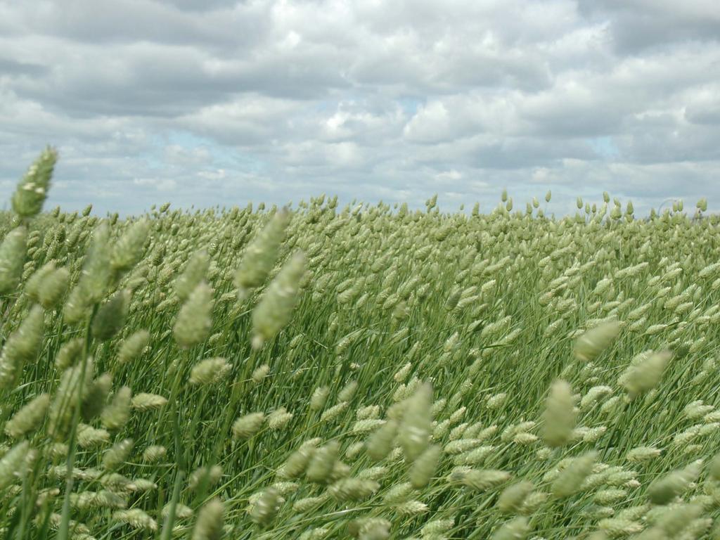 CANARY SEED Opportunities on the Horizon Canaryseed Development Commission of Saskatchewan