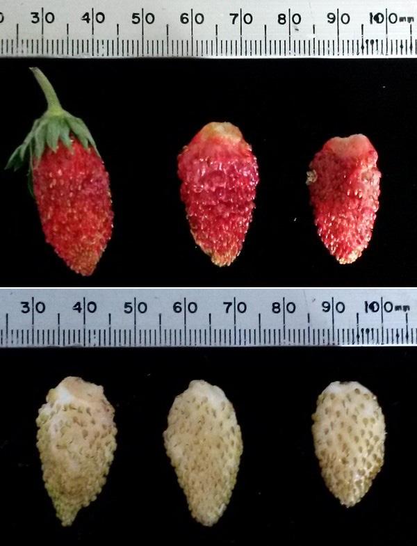 The varieties tested in this paper were chosen based on fruit color, availability, and some prior knowledge about the different qualities of each.