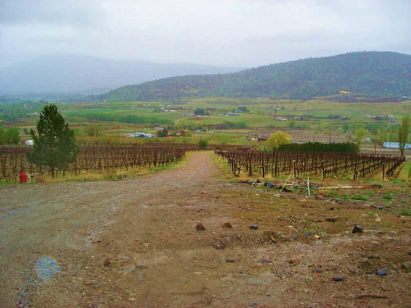Grape Vines on Right) Road
