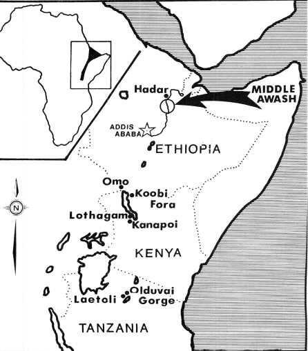 In 1959, hominid bones were found at Olduvai Gorge
