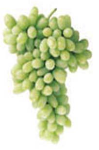 Table Grape Cultivars & Maturity Summer Royal Fantasy Seedless Marroo Seedless Autumn