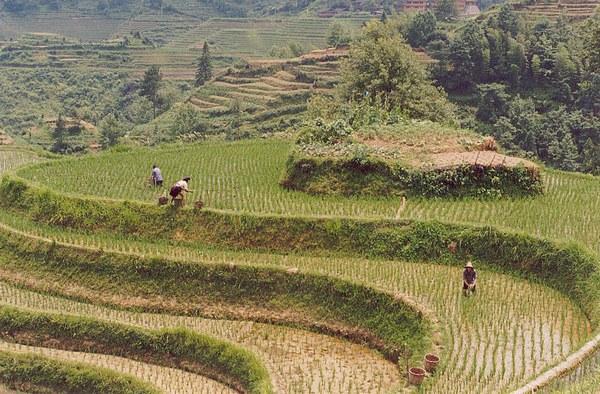 Around AD 1000, Chinese farmers began planting a new type of rice from south Asia. This rice grew faster than other types.