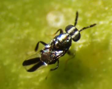 However, the imidacloprid is taken up into the scales feeding on the tree and that can poison the parasites trying to attack them.