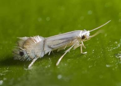 Page 6 Citrus Leafminer Citrus leafminer has been gradually increasing in numbers in the San Joaquin Valley during 2007-2009 (see below that each year at Lindcove, the total numbers of moths per