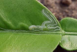 When the leaves harden off in citrus orchards, then it is difficult for citrus leafminer eggs to hatch and develop into larvae.