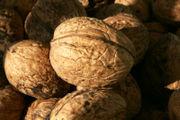 Uses The nuts f all the species are edible, but the walnuts cmmnly available in stres are frm the Persian Walnut, the nly species which has a large nut and