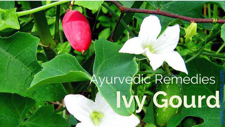 In Ayurveda, it is used for treatment of cough,