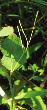 The jewelweed plant is an example of a