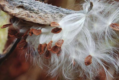 Dandelion and milkweed fruits have parachutes