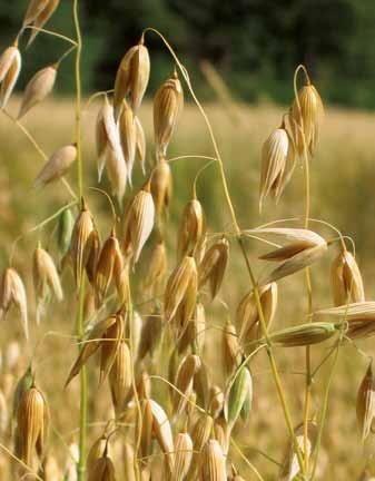 AGRICULTURE AND LIVESTOCK FARMING Wheat, rye and barley We allocate a portion of our territory for dry farming, about