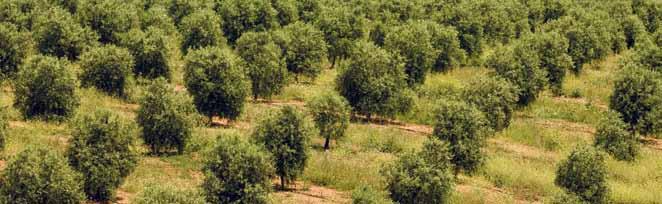 Olive growing Farming in Alentejo and the Douro Region The cultivation and harvesting of olive groves is also one of the cornerstones of our activities related to Nature.