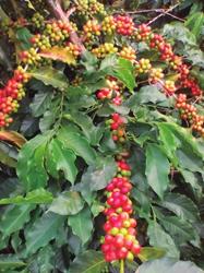This is the case of Café del Huila, or Café de la Hacienda los Robles (or HR61 2), a harvest for which the consumers are willing to pay large amounts of money.