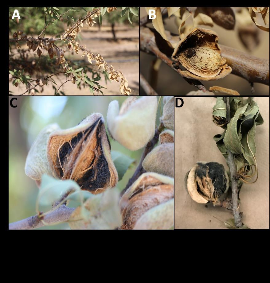 niger as a hull rot pathogen makes disease control even more difficult than before. Correct diagnosis can be achieved by observing the signs and symptoms of the disease after the start of hull split.