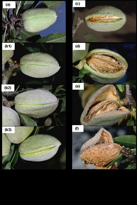 Varieties exhibit differential susceptibility to hull rot. The major variety in California, Nonpareil, is the most susceptible, followed by Butte and Winters.
