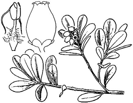 10a 12b 14a 16a 16b 9a 10b 13a 12a 08a Herbs or subshrubs; stems unbranched; leaves basal (or appearing so).