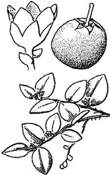 ...12 11b Petals clearly fused, joined 1/3 their length; flowers at stem tips or in leaf axils; leaves wintergreen or shed in the fall.