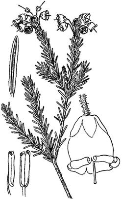 ...... Phyllodoce glanduliflora 3a 3b PYROLA Wintergreen (pi-rō-la; PĪ-ro-la; PĒ-rō-la) 0 Styles straight, (0.5)0.8-1.5(1.