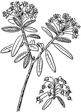 . Rhododendron neoglandulosum................. [Ledum glandulosum;.
