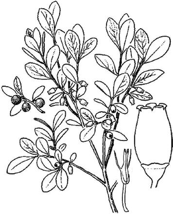 3a 6a 6b 5a 2a VACCINIUM Blueberry (vak-si-nē-um; wa-kē-nē-oom) 0 Stems thread-like, creeping; flowers like tiny shooting-stars, with 4 largely separate petals (joined at the base) bent sharply