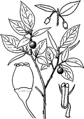 8a 9a 8b 9b 08a Fruit bright red, 3-5 mm wide; branches slender, erect and numerous (broomy); twigs strongly angled, greenish
