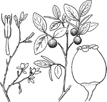 .....vaccinium myrtillus 09a Leaves smooth-edged or nearly so, blunttipped, pale on both sides, hairless and with a